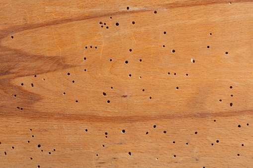 Wood Texture With Termite Holes Stock Photo Download Image Now