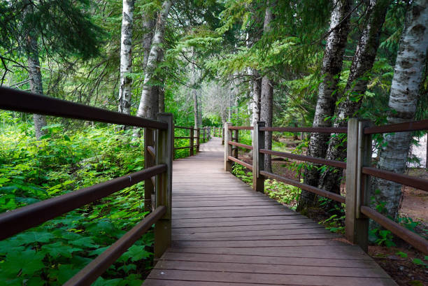 Wooded Trail along Gooseberry River Gooseberry Falls State Park, Minnesota, USA state park stock pictures, royalty-free photos & images