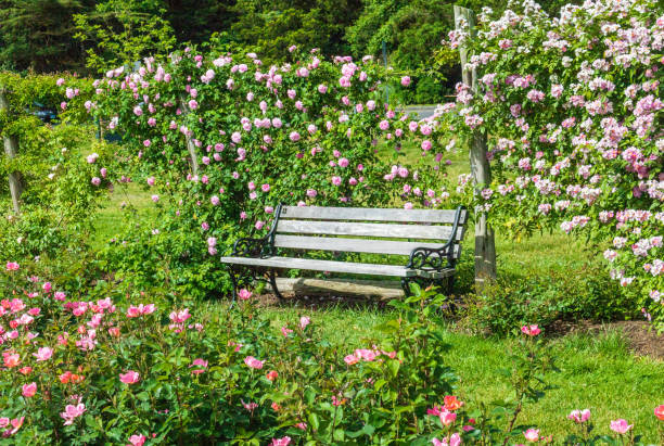 Wooden bench among the roses stock photo