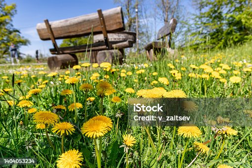 istock Wooden benches and table among flowering dandelions 1404053234