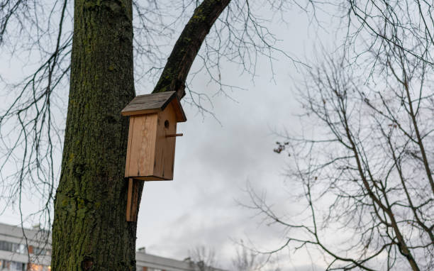 wooden birdhouse for birds set on tree stock photo