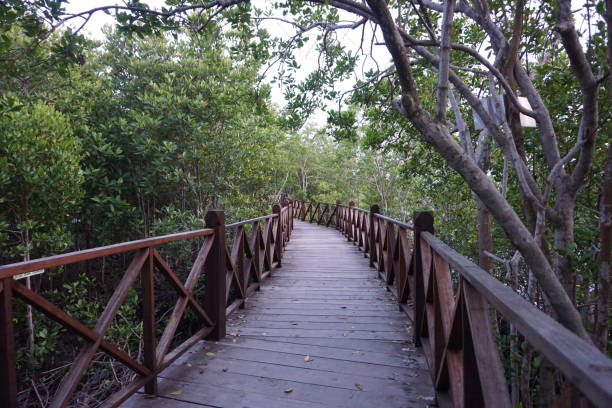 wooden boardwalk among the mangrove forest - langsa stok fotoğraflar ve resimler