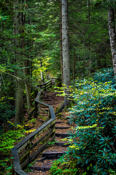 Wooden boardwalk steps stairs hiking trail to West Virginia Falls of Hills Creek waterfall in Monongahela national forest at Allegheny mountains stock photo