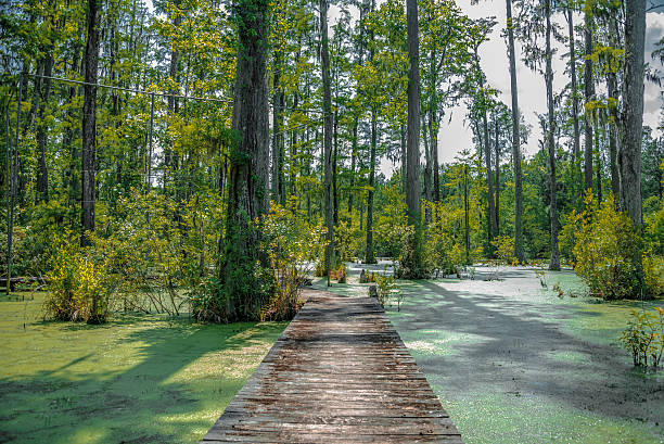 Wooden bridge over the duckweed covered swamp stock photo