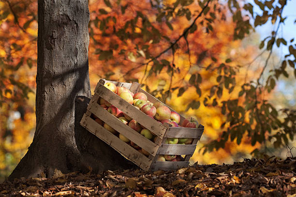 Wooden crate of apples under an autumnal tree stock photo
