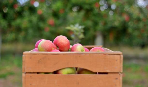 wooden crates with ripe apples in an orchard stock photo