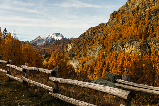 Wooden fence and autumn valley mountain panorama with yellow larch trees