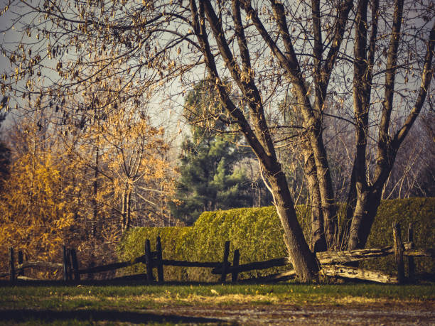 A wooden fence crossing a tree. stock photo
