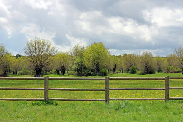 Photo of Wooden fence in a yellow flower meadow