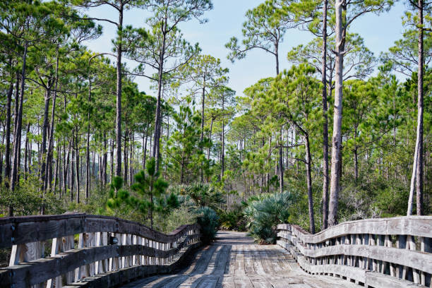 Wooden footbridge to Jolee Island, Sandestin, Florida stock photo
