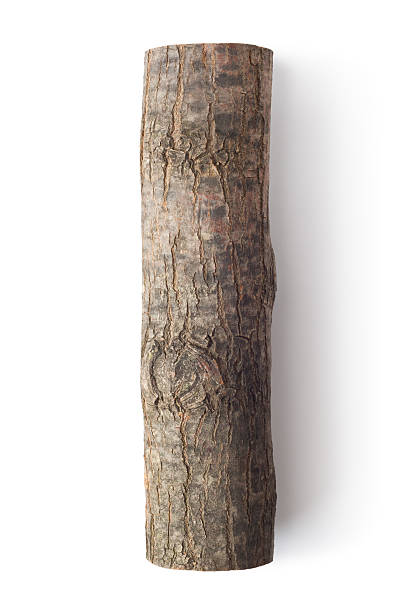 wooden obsolete log. top view. - boomstam stockfoto's en -beelden