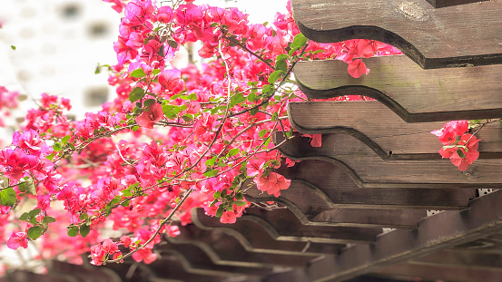 Closeup of outdoor spring flower garden in backyard of home, zen with pergola canopy wooden gazebo