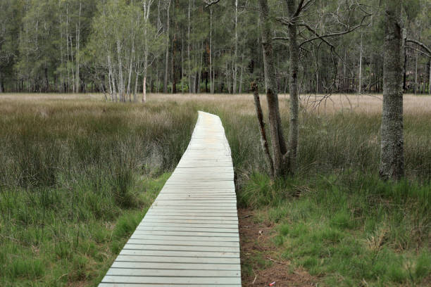 Wooden Path Through Swamp stock photo