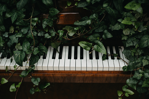 Wooden retro piano in green leaves. Restaurant decoration, art object in the park, nature, music day.