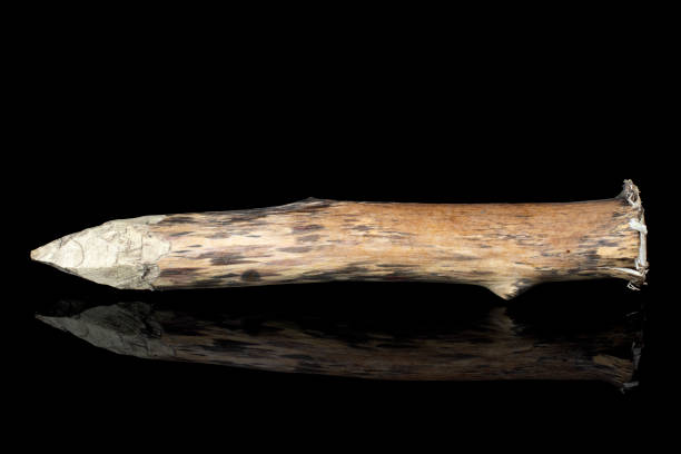 Wooden stake isolated on black background. stock photo