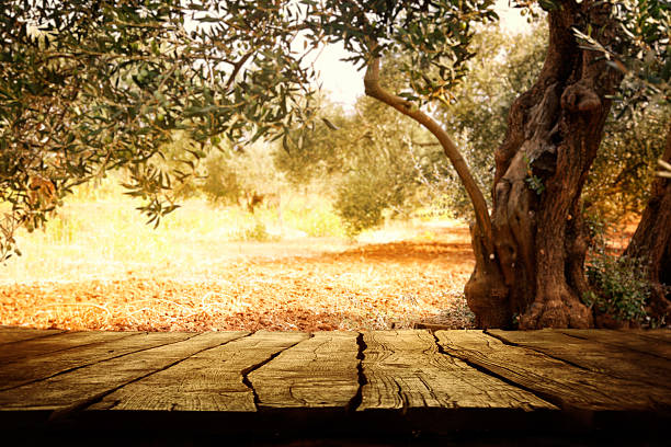 Wooden table with olive tree stock photo