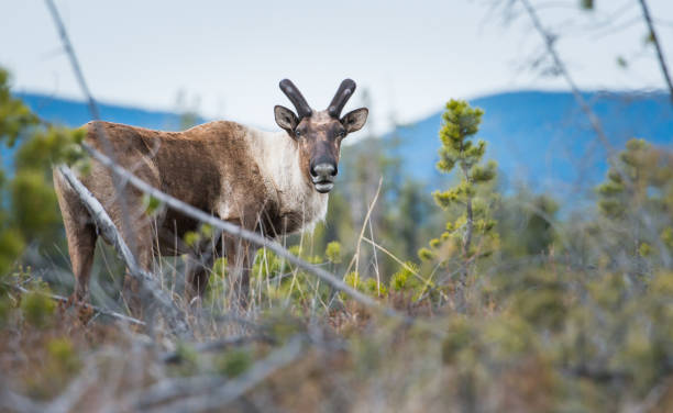 Woodland Caribou stock photo