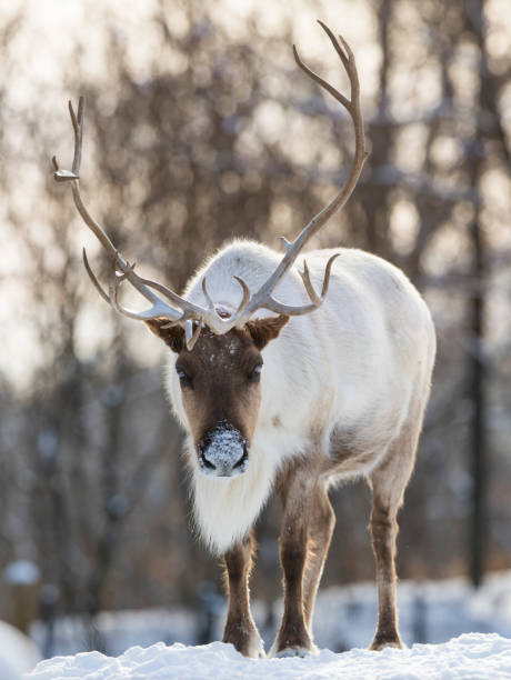 woodland caribou woodland caribou in winter rudolph the red nosed reindeer stock pictures, royalty-free photos & images