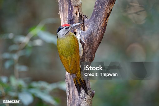 istock Woodpecker bird : adult male Grey-headed woodpecker (Picus canus), grey-faced woodpecker or Black-naped woodpecker 1318603861