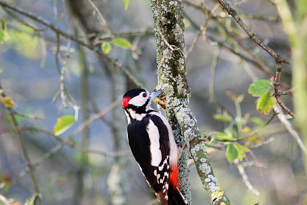 Woodpecker looking for food in a tree stock photo