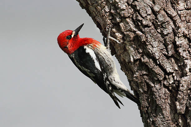 Woodpecker On A Tree Trunk stock photo