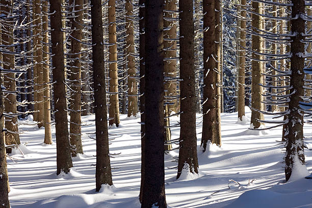 woods on wintertime stock photo