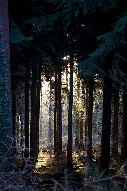 woods stock photo