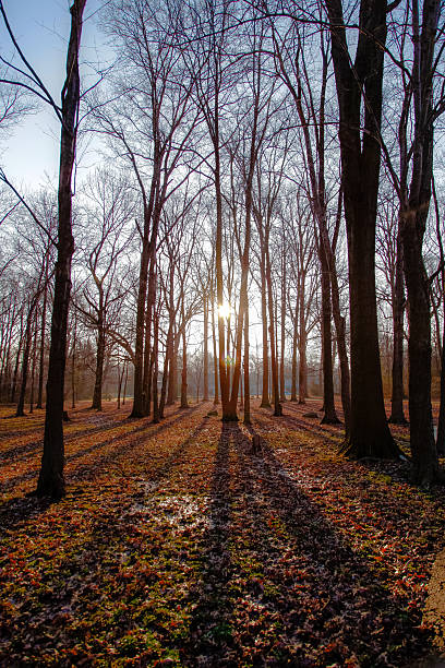 woods - de winter foto e immagini stock