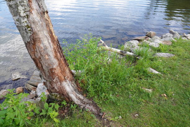 вудворд водохранилище плимут, вермонт с раздели кора дерево - killington стоковые фото и изображения