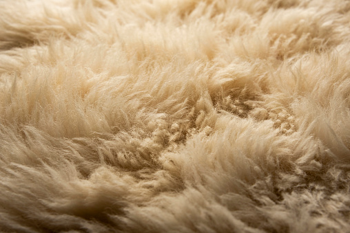Close-up of thick sheep wool