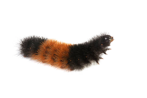 Wooly Caterpillar stock photo