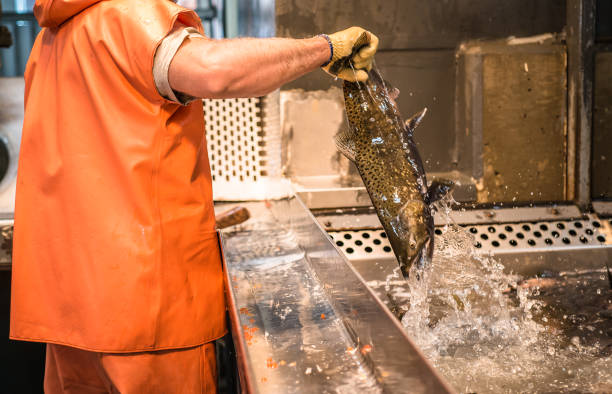 Worker at a fish hatchery pulling a chinook salmon out of the holding tank and onto the sorting table for spawning Worker wearing an orange oilskin suit pulls a salmon out of a holding tank by its tail fish hatchery stock pictures, royalty-free photos & images