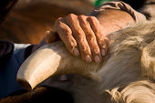 gaucho's hand over bull's horn