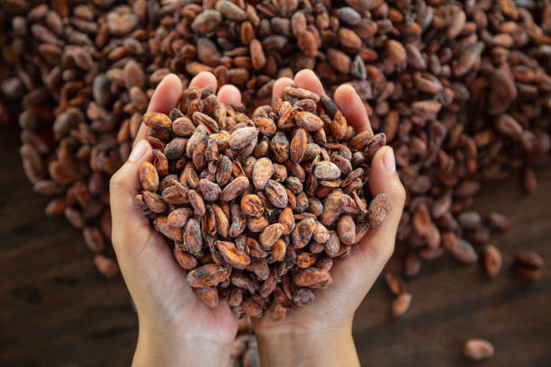 Worker holding a handful of cocoa beans stock photo