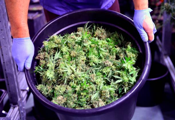 Worker in a Cannabis prodction facility shows up bucket with fresh harvested marijuana flowers stock photo