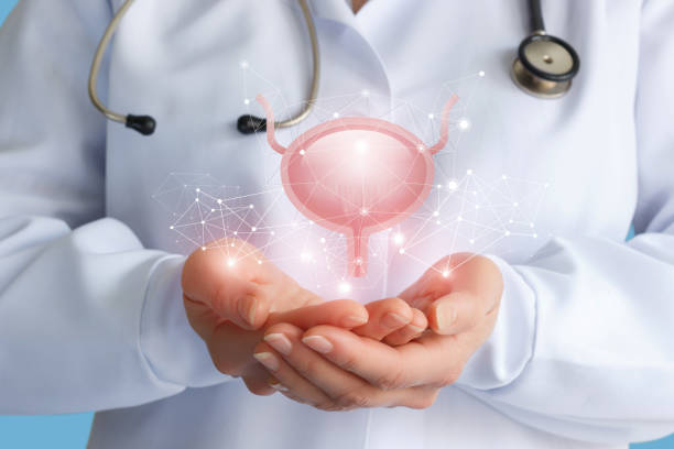 Worker of medicine shows the bladder. stock photo