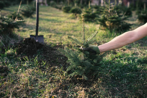 arbetare plantera ett ungt träd i trädgården. liten planta för en julgran. picea pungens och abies nordmanniana. gran och gran. - spruce plant bildbanksfoton och bilder