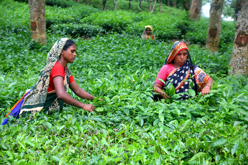 Workers picking tea leaves at Lakkatura tea plantation. Sylhet in Bangladesh on 22 August 2022.