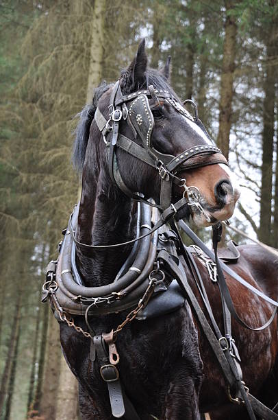 Working horse A heavy horse, conducting traditional forestry working with harness. shire horse stock pictures, royalty-free photos & images