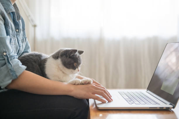 Working in front of the computer, the kitten is lying on his lap. stock photo