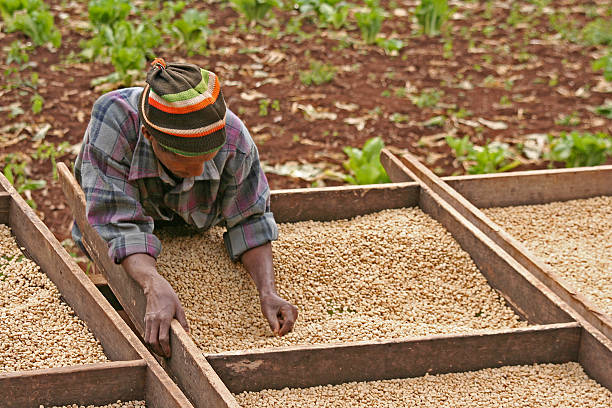 Working on the Coffee Plantation A worker is sorting through the harvested coffee beans as they dry.  Photo was taken in Tanzania near Ngorogoro Crater on a coffee plantation. tanzania photos stock pictures, royalty-free photos & images