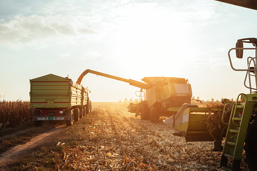 Machines harvesting corn on a sunny field.