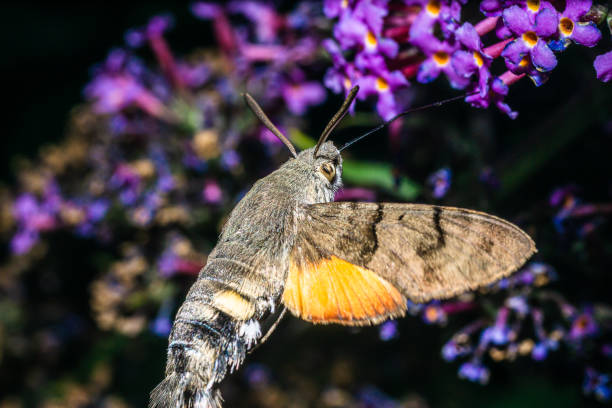 A hummingbird hawkmoth flies on a summer lilac in the late evening