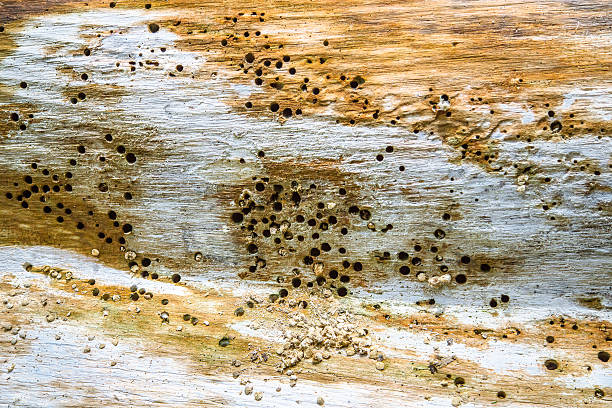 Worm eaten wood Worm eaten wood in Latin America termite damage stock pictures, royalty-free photos & images