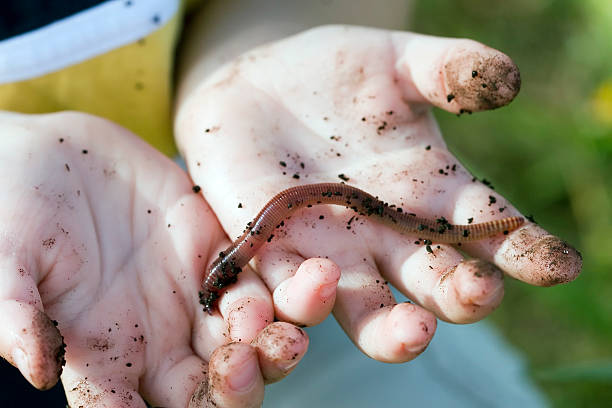 Worm in dirty hands stock photo