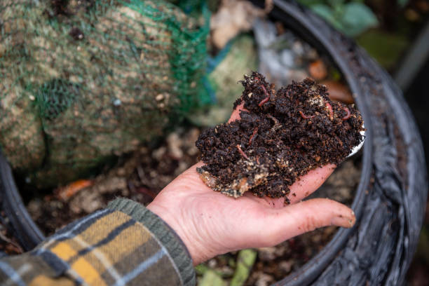 Worms in the Compost Bin Close up of a hand holding compost from a compost bin with worms in it. She is volunteering at a community farm in the North East of England. white worms stock pictures, royalty-free photos & images