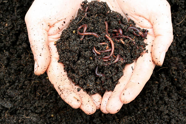 Worms Worms and rich soil in hands. worm stock pictures, royalty-free photos & images