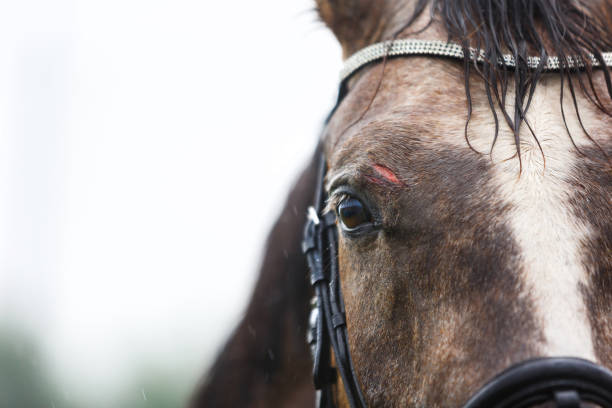 Wound on the forehead of a horse stock photo