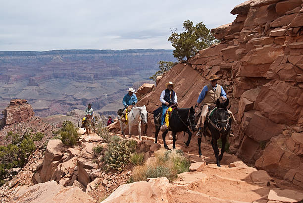 Wrangler Leading a Mule Train up the South Kaibab Trail Grand Canyon National Park, Arizona, USA - May 16, 2011: This wrangler is leading a mule train up from the Grand Canyon on the South Kaibab Trail. jeff goulden domestic animal stock pictures, royalty-free photos & images
