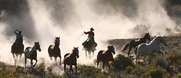 wranglers at horse roundup - desert cowgirl bildbanksfoton och bilder